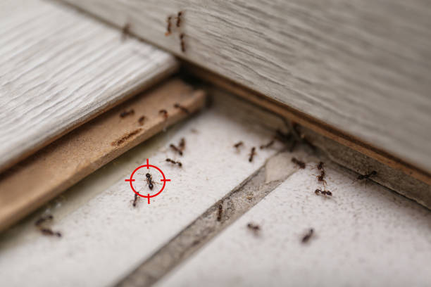 Best Residential Pest Control  in Walled Lake, MI